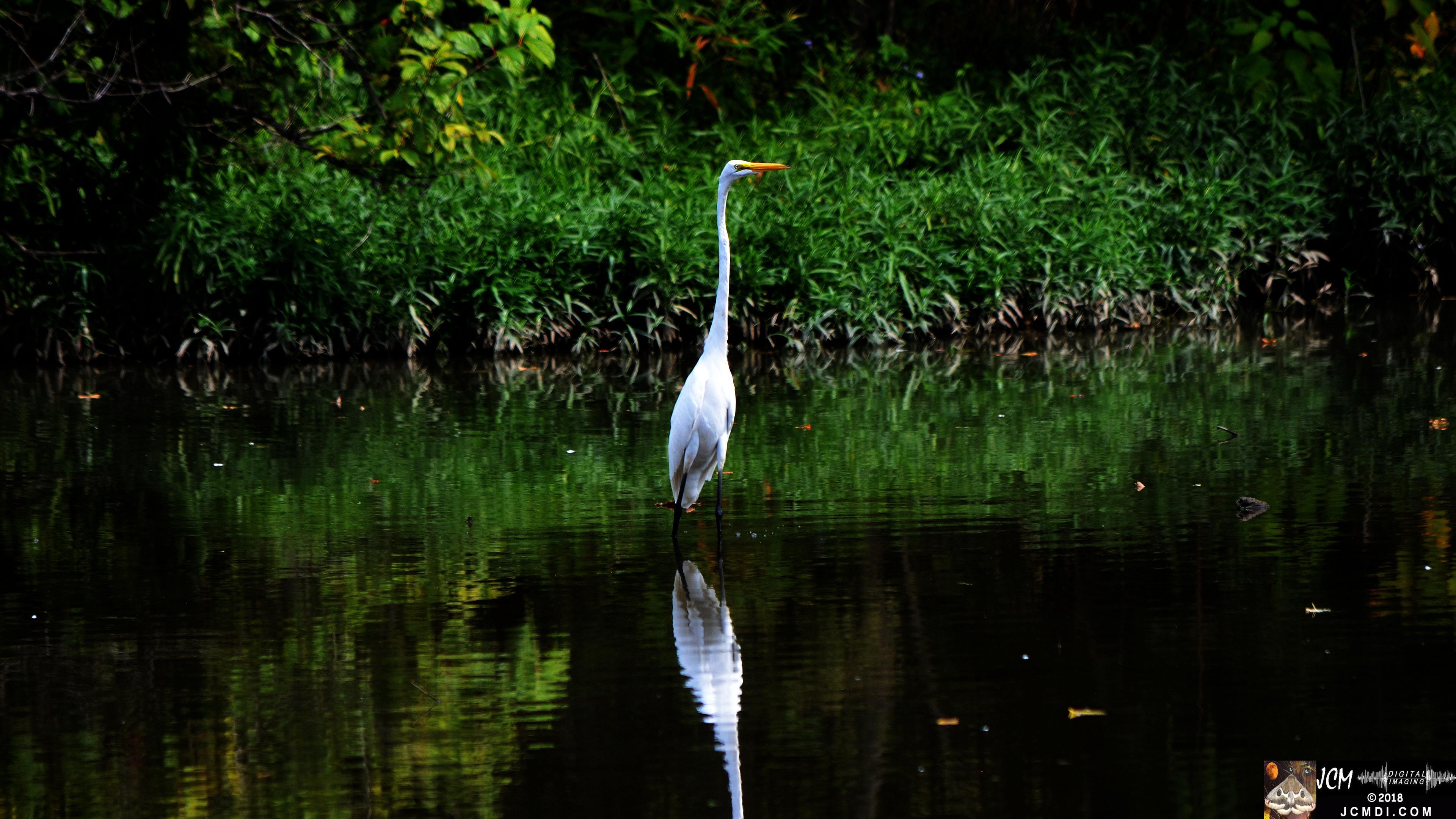 A White Egret at Old Hickory Lake.jpg